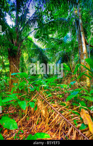 Regenwald Stockfoto