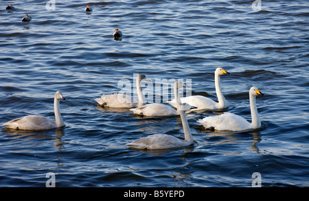 Familie der Singschwäne (Cygnus Cygnus). Stockfoto