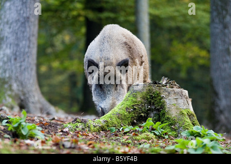 Wildschwein (Sus Scrofa), Wildlife Park Daun, Vulkaneifel, Deutschland Stockfoto