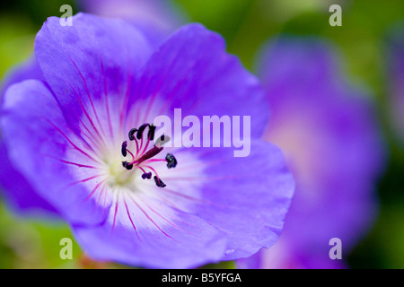 Geranium Rozanne Gerwat Blume Nahaufnahme Stockfoto