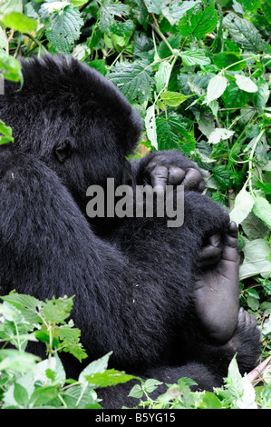 Spielen mit Füßen voran in Ruandas Parc Nationale des Vulkane untersuchen Mountain Gorilla Gorilla Beringei Aussehen suchen Stockfoto
