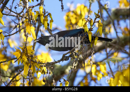 TUI und Kowhai Blumen im Frühling Motueka Nelson Region Südinsel Neuseeland Stockfoto