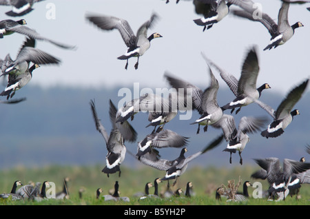 Weißwangengans Herde / Branta Leucopsis / nehmen ab Stockfoto