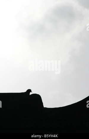 eine Taube auf dem Dach in der Stadt Stadt mit dunklen Himmel Aufbau Stockfoto