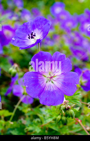 Geranium Rozanne Gerwat Blume Nahaufnahme Stockfoto