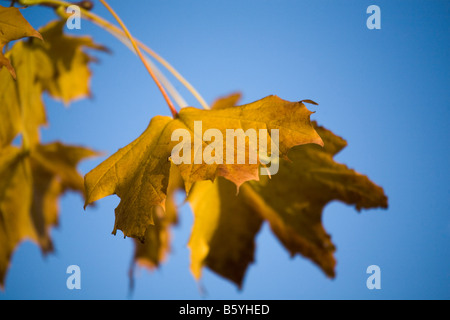 Die goldenen Blätter eines Baumes Autmnal in Nordengland. Ein heller blauen Tag hilft betonen die natürliche Schönheit der Blätter. Stockfoto