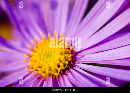 Aster X frikartii Monch Blume Nahaufnahme Stockfoto