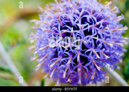 Echinops Ritro Veitch blaue Blume Nahaufnahme Stockfoto