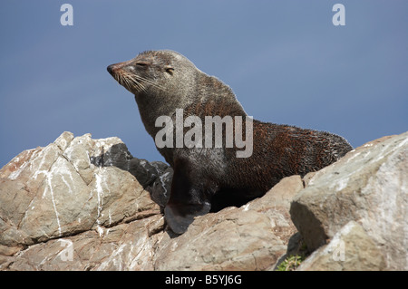 New Zealand Seebär Kaikoura Küste Südinsel Neuseeland Arctocephalus forsteri Stockfoto