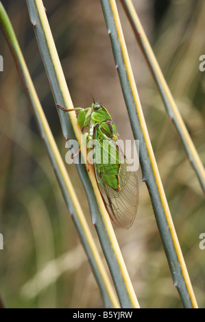 Subalpine grün Zikade Kikihia subalpina Stockfoto