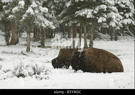 Unempfindlich gegen Kälte, zwei Bison-- oder American Buffalo--sind Snmug im Tiefschnee im Yellowstone National Park Stockfoto