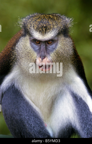 Grenada Mona Monkey Porträt Nahaufnahme Gesicht Augen Natur Detail Grenada Grand Etang Regenwald südliche Karibik Tiere Tierwelt Stockfoto