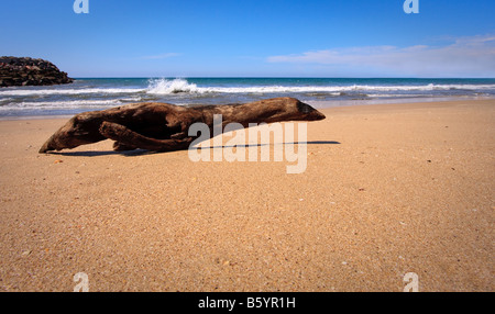 Treibholz, geformt wie ein Seelöwen am Sandstrand Stockfoto