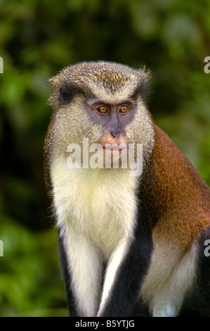 Grenada Mona Monkey Porträt Nahaufnahme Gesicht Augen Natur Detail Grenada Grand Etang Regenwald südliche Karibik Tiere Tierwelt Stockfoto