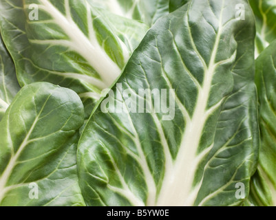 Pak Choi, Chinakohl, Chinakohl Stockfoto
