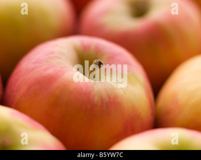 Pink Lady Äpfel Stockfoto