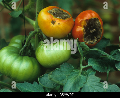 Blüte Ende Fäulnis Kalzium Mangelerscheinungen auf Gewächshaus Tomaten Stockfoto