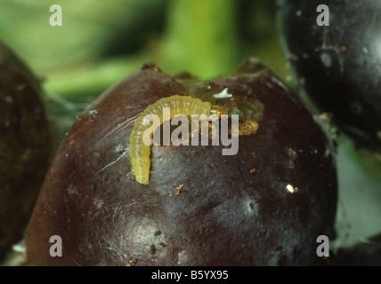 Europäische Traubenwickler Bekreuzte Traubenwickler Caterpillar auf beschädigte Trauben Stockfoto