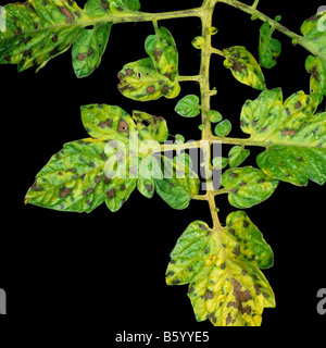 Mangan Mn Mangelerscheinungen im Gewächshaus angebaut Tomate Pflanzenblätter Stockfoto
