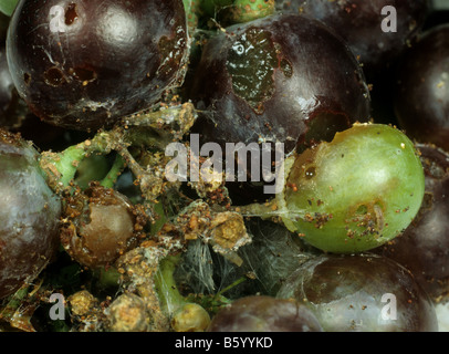 Europäische Traubenwickler Bekreuzte Traubenwickler caterpillar Schäden und Gurtband auf Traube Frucht Stockfoto