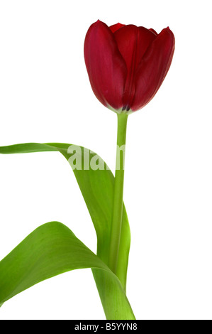 Eine rote Tulpe auf weißem Hintergrund Stockfoto