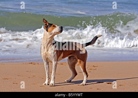 Ein junger Hund den Strand surfen am Praia de Beliche Algarve Portugal Europa Stockfoto