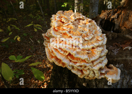 Laetiporus Sulphureus, eine essbare Pilzzucht auf verfallenden Baumstumpf. Auch bekannt als das "Huhn des Waldes". Stockfoto