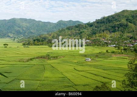 Reisfelder in "Spinnen Web" Muster (Flores - Indonesien). Rizières de Dessin de Toile d'Araignée (Florès - Indonésie). Stockfoto