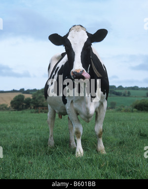 Holstein-Friesian Kuh vor der Kamera East Devon Stockfoto