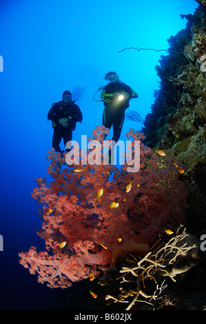 Dendronephthya Hemprichi zwei Taucher auf bunte Korallenriff mit Softcoral, Rotes Meer Stockfoto