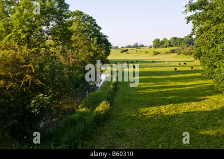 Abend-Sonnenlicht fällt auf Vieh neben dem Fluss Coln in der Nähe von Cotswold Dorf von Quenington, Gloucestershire Stockfoto