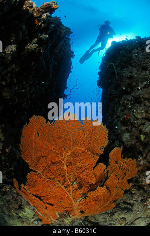 Subergorgia Hicksoni riesige Gorgonien Gorgonien mit Scuba Diver, Rotes Meer Stockfoto