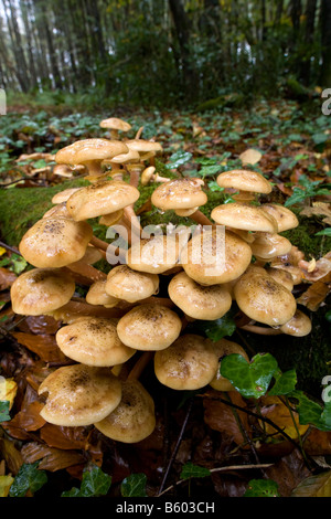 Hallimasch Armillaria mellea Stockfoto