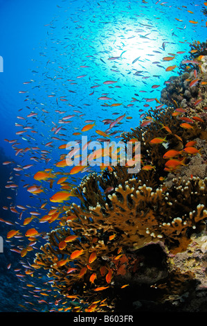 Pseudanthias Squamipinnis Lyratail Anthias am Korallenriff, Rotes Meer Stockfoto