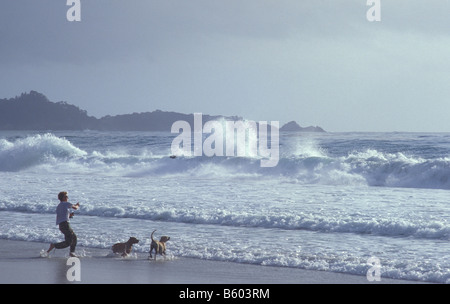 Menschen, Hunde, Strand, Carmel, Kalifornien, Amerika USA Stockfoto