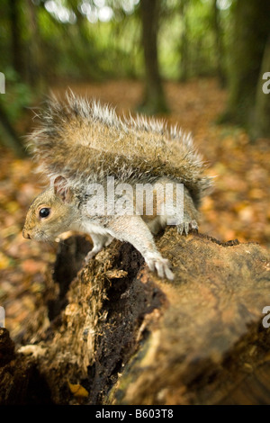 graue Eichhörnchen Sciurus Carolinensis auf Baumstumpf Stockfoto