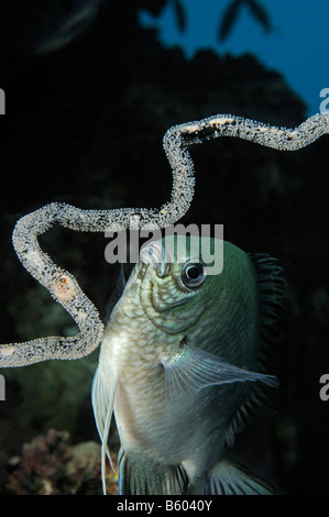 Amblyglyphidodon Leucogaster Whitebelly Mädchen mit Eiern, Rotes Meer Stockfoto