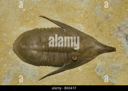 Fossilen Trilobiten (Megistapidella Isvozitea) Ordovizium, Russland Stockfoto