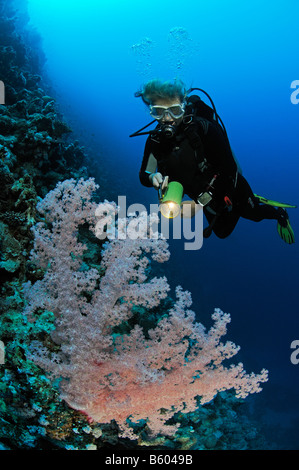 Dendronephthya Hemprichi weichen Korallen und Scuba Diver, Rotes Meer Stockfoto