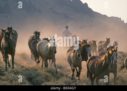 Eine amerikanische Cowboy bringt in seiner Herde oder Remuda Ranch Pferde bei einem Viehtrieb auf eine große Rinderfarm Stockfoto