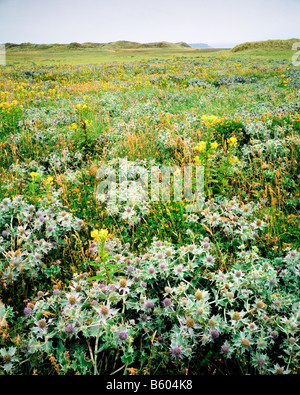 Düne Flora in Newborough Warren SSSI, Anglesey. Nord-Wales. Stockfoto