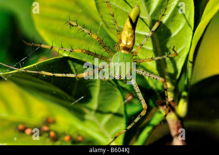 Eine grüne Luchs-Spinne und ihre Jungtiere. Texas, USA. Stockfoto