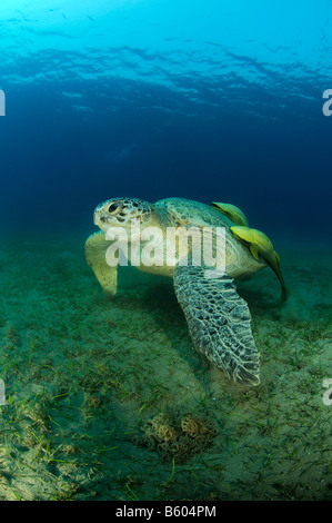 Chelonia Mydas Echeneis Naucrates grüne Meeresschildkröte und Sharksucker, Rotes Meer Stockfoto