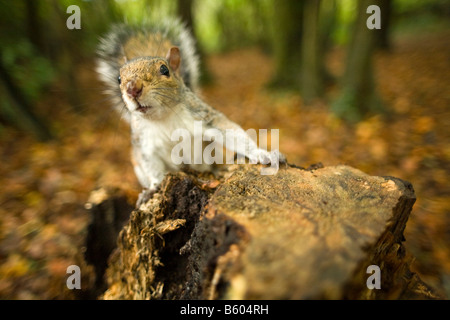 graue Eichhörnchen Sciurus Carolinensis auf Baumstumpf Stockfoto