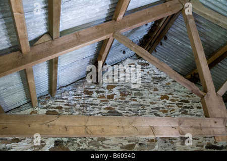 Mehr Hufeisennase; Rhinolophus ferrumequinum; Roost, Cornwall Stockfoto