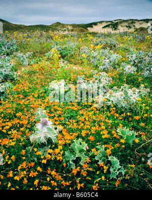 Düne Flora in Newborough Warren SSSI, Anglesey. Nord-Wales. Stockfoto