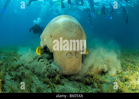 Dugong Dugon Dugong und Scuba Diver, Rotes Meer Stockfoto