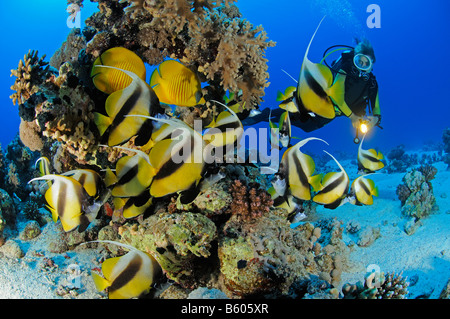 Heniochus Intermedius Schilfmeer Bannerfish mit Scuba Diver, Rotes Meer Stockfoto