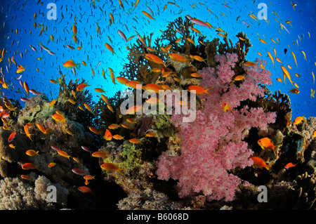 Pseudanthias Squamipinnis, Lyratail Anthias am Korallenriff, Rotes Meer Stockfoto
