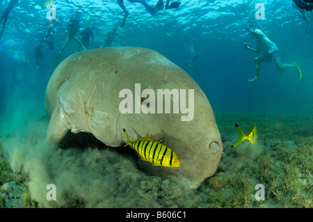 Dugong Dugon, Gnathanodon Speciosus, Dugong und Scuba Diver, Rotes Meer Stockfoto